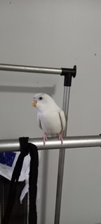 Romeo Juliet - Budgie/Budgerigar Bird