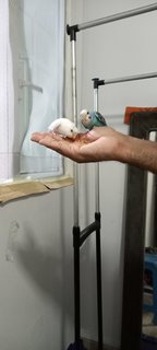 Romeo Juliet - Budgie/Budgerigar Bird