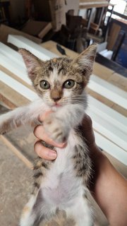 Nameless - Domestic Long Hair Cat