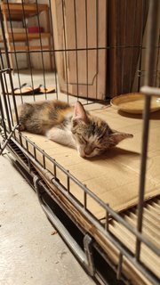 Nameless - Domestic Long Hair Cat