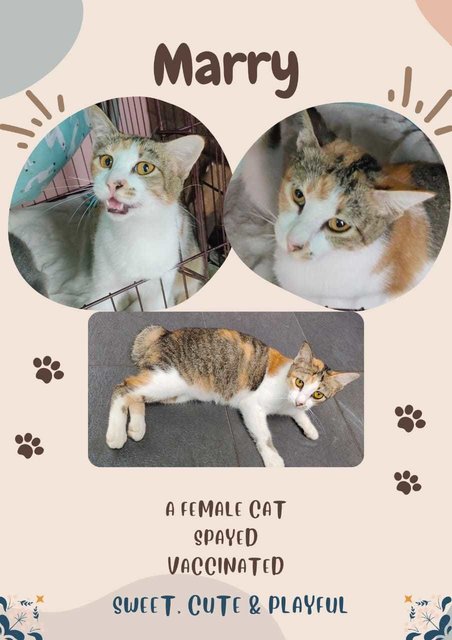 Marry , Daniel , Caca - Domestic Short Hair Cat