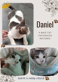 Marry , Daniel , Caca - Domestic Short Hair Cat