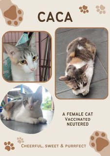 Marry , Daniel , Caca - Domestic Short Hair Cat