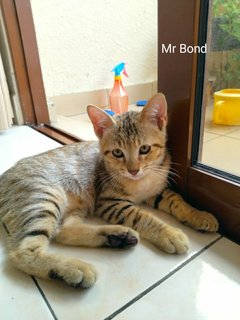 Mr Bond &amp; Ms Panda Paw - Domestic Short Hair Cat