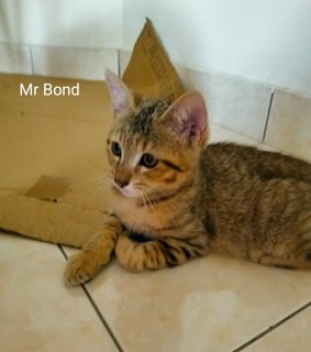 Mr Bond &amp; Ms Panda Paw - Domestic Short Hair Cat