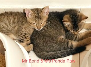 Mr Bond &amp; Ms Panda Paw - Domestic Short Hair Cat