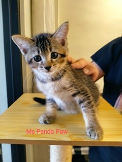 Mr Bond &amp; Ms Panda Paw - Domestic Short Hair Cat