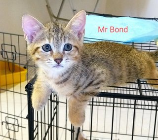 Mr Bond &amp; Ms Panda Paw - Domestic Short Hair Cat