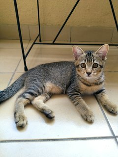 Mr Bond &amp; Ms Panda Paw - Domestic Short Hair Cat