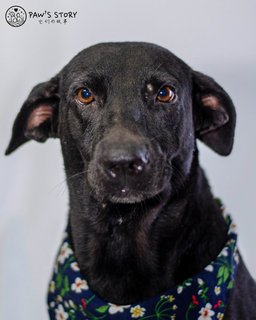 Happy - Labrador Retriever Mix Dog