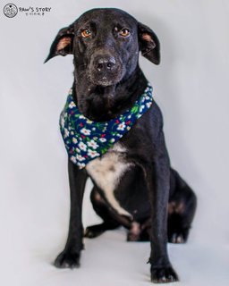 Happy - Labrador Retriever Mix Dog