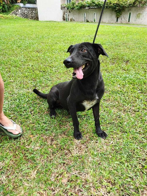 Happy - Labrador Retriever Mix Dog