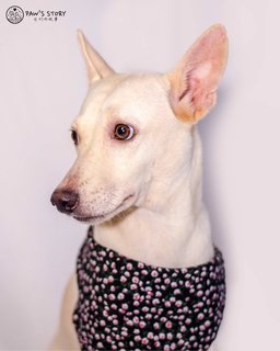 Yuki - Canaan Dog Mix Dog