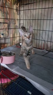 Darla - Domestic Short Hair Cat