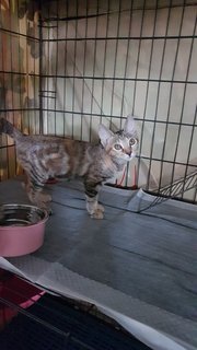 Darla - Domestic Short Hair Cat