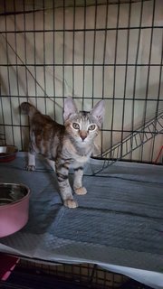 Darla - Domestic Short Hair Cat