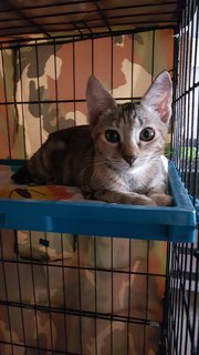 Darla - Domestic Short Hair Cat