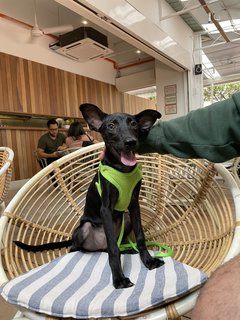 Baby - Mixed Breed Dog