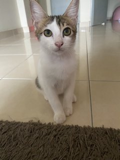 Boba - Domestic Short Hair Cat