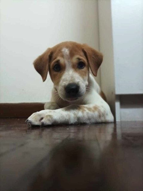 Angavai Sangavai - Mixed Breed Dog