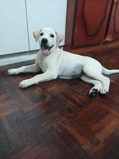 Angavai Sangavai - Mixed Breed Dog