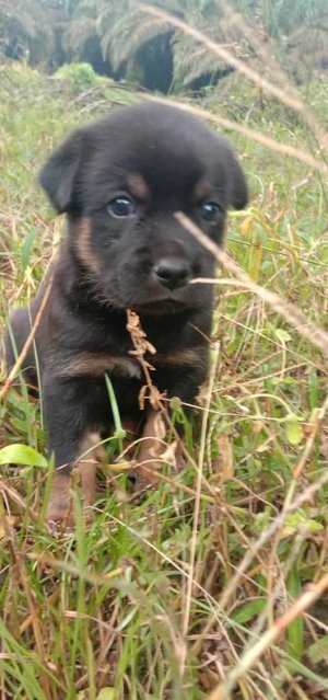 Blue, Alpha,charlie ,delta, Beta  - Mixed Breed Dog