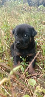 Blue, Alpha,charlie ,delta, Beta  - Mixed Breed Dog