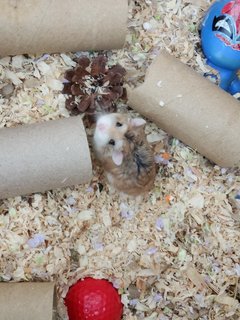 Hammister - Roborovsky's Hamster Hamster