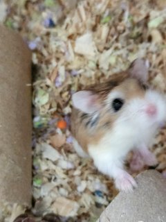 Hammister - Roborovsky's Hamster Hamster