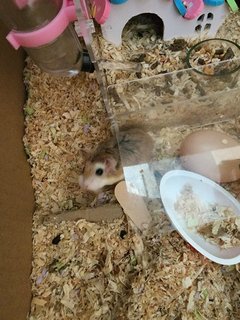 Hammister - Roborovsky's Hamster Hamster