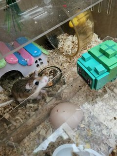 Hammister - Roborovsky's Hamster Hamster