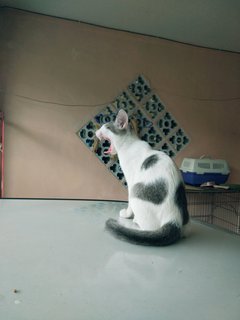 Aboyy - Domestic Short Hair Cat