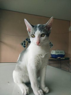 Aboyy - Domestic Short Hair Cat