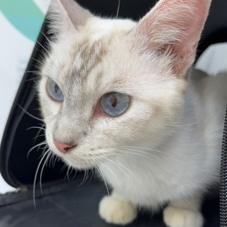 Reene The Silver Queen - Siamese + Domestic Short Hair Cat