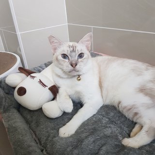 Reene The Silver Queen - Siamese + Domestic Short Hair Cat