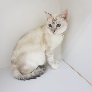 Reene The Silver Queen - Siamese + Domestic Short Hair Cat