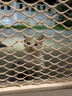 Yuyu 遊遊 - Domestic Short Hair Cat