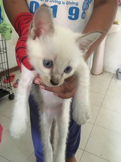 Mother Cat And 4 Kittens - Domestic Short Hair + Persian Cat