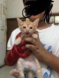 Mother Cat And 4 Kittens - Domestic Short Hair + Persian Cat