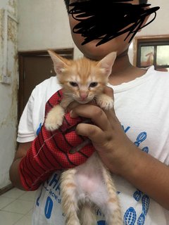 Mother Cat And 4 Kittens - Domestic Short Hair + Persian Cat