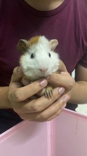 American Satin Guinea Pig - Guinea Pig Small & Furry