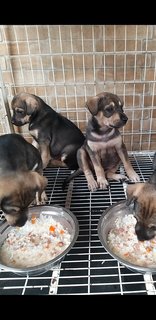 Labrador  Mixed  3 Months  Puppies  - Mixed Breed Dog