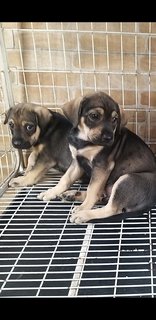 Labrador  Mixed  3 Months  Puppies  - Mixed Breed Dog