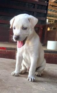 Amoi - Mixed Breed Dog