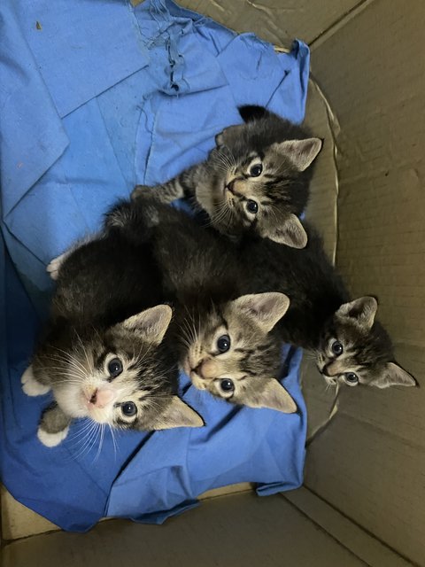 Lil Cuties - Domestic Short Hair Cat