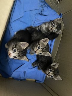 Lil Cuties - Domestic Short Hair Cat