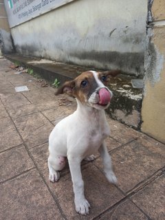 Bebe - Mixed Breed Dog