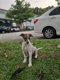 Bebe - Mixed Breed Dog