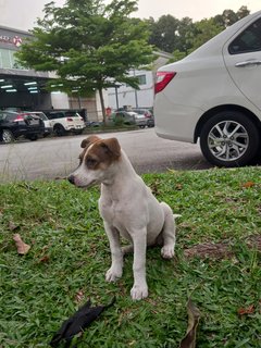 Bebe - Mixed Breed Dog