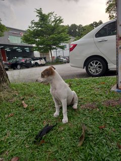 Bebe - Mixed Breed Dog